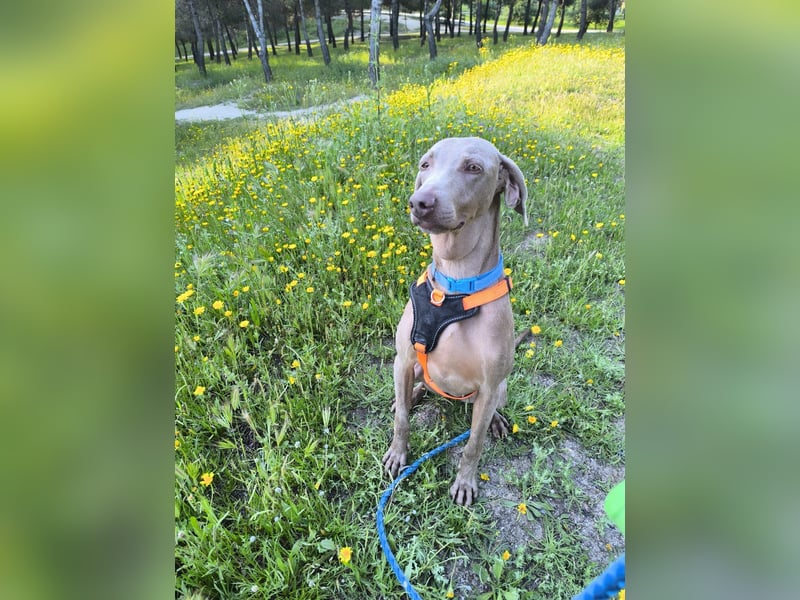 Vaiana – eine sanfte Weimaraner-Hündin