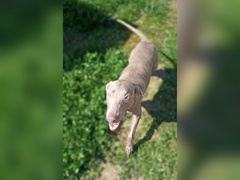 Vaiana – eine sanfte Weimaraner-Hündin