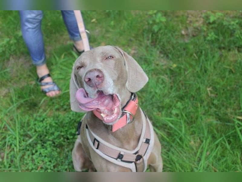 Sally, Weimaranerin, geb. 2014, liebe Familienhündin su. ruhiges Zuhause