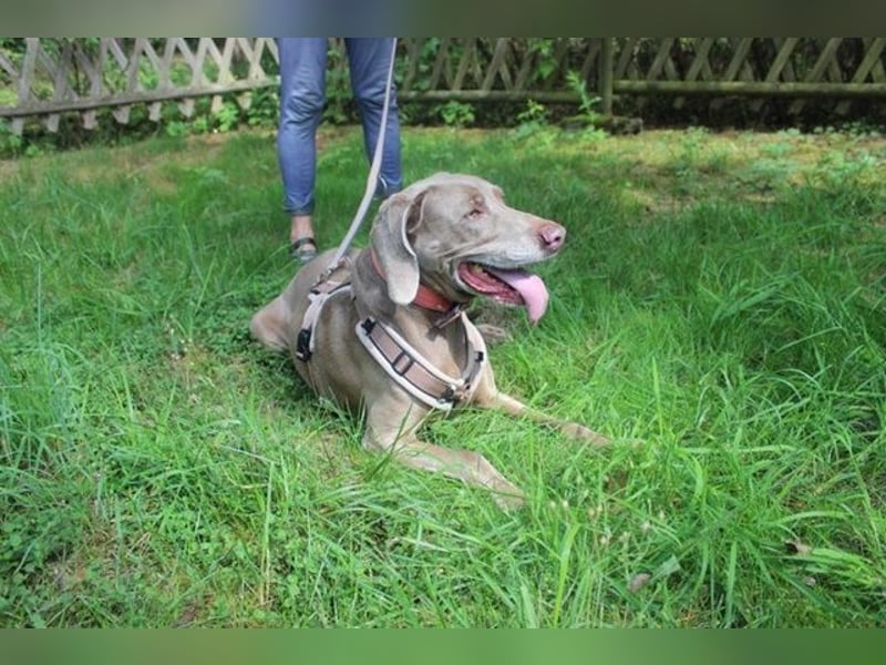 Sally, Weimaranerin, geb. 2014, liebe Familienhündin su. ruhiges Zuhause
