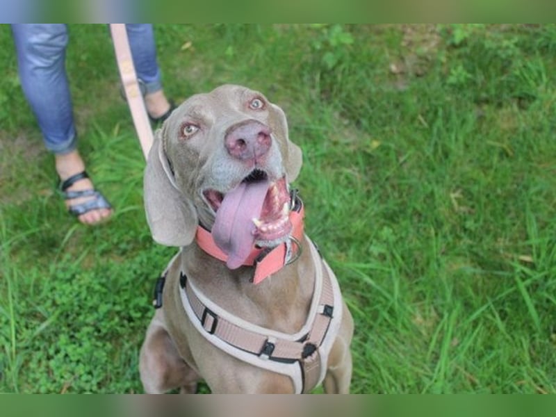Sally, Weimaranerin, geb. 2014, liebe Familienhündin su. ruhiges Zuhause
