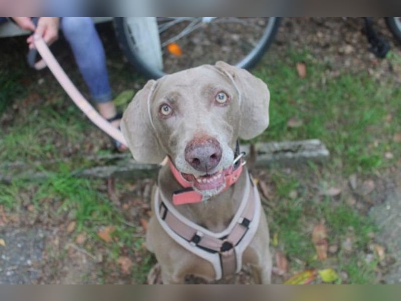 Sally, Weimaranerin, geb. 2014, liebe Familienhündin su. ruhiges Zuhause