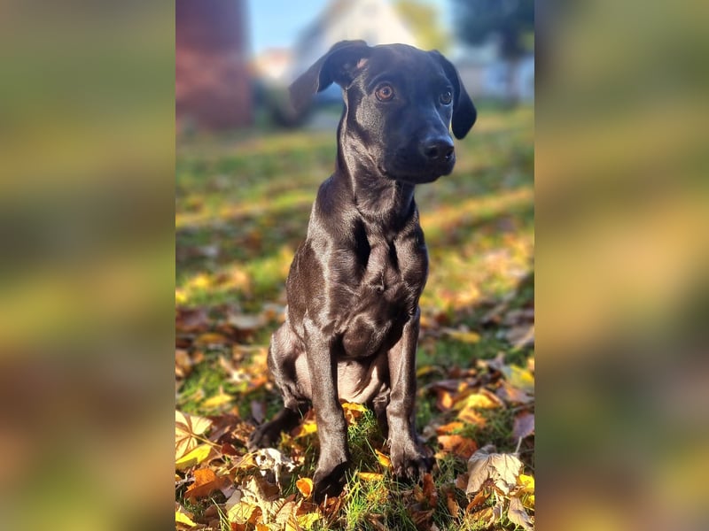 Schwarzer Weimaraner Mischling (Welpe/Junghund)