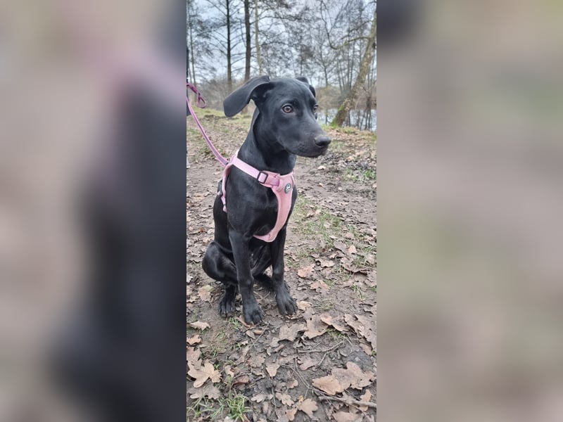 Schwarzer Weimaraner Mischling (Welpe/Junghund)