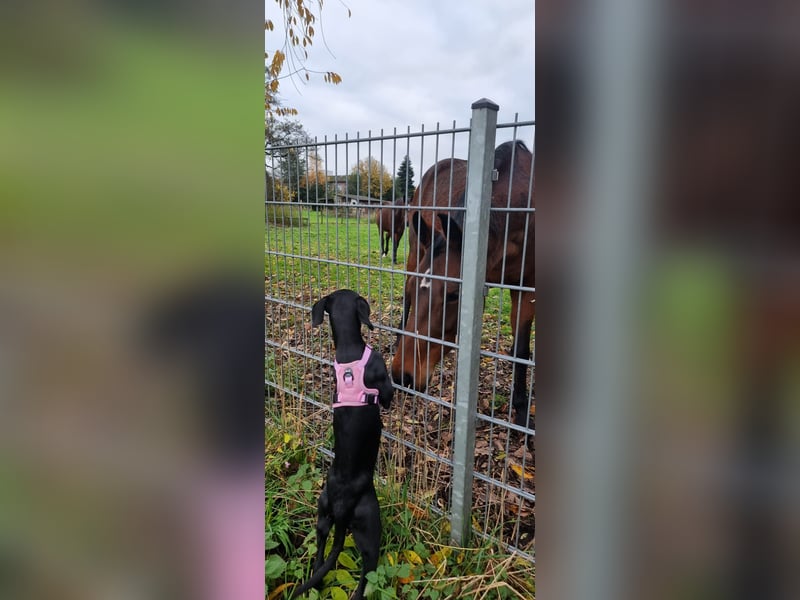 Schwarzer Weimaraner Mischling (Welpe/Junghund)