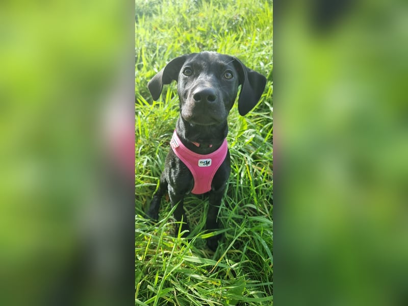 Schwarzer Weimaraner Mischling (Welpe/Junghund)