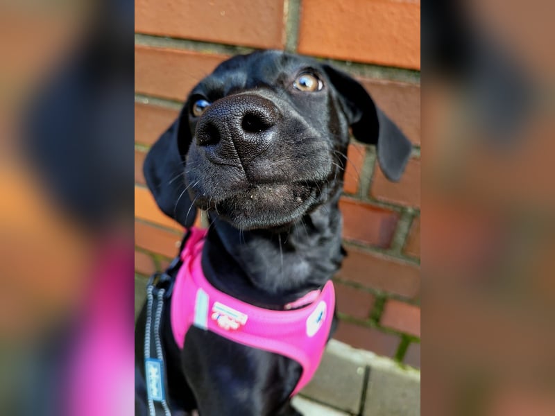 Schwarzer Weimaraner Mischling (Welpe/Junghund)