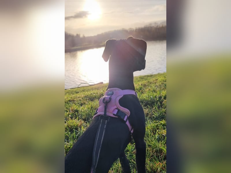 Schwarzer Weimaraner Mischling (Welpe/Junghund)