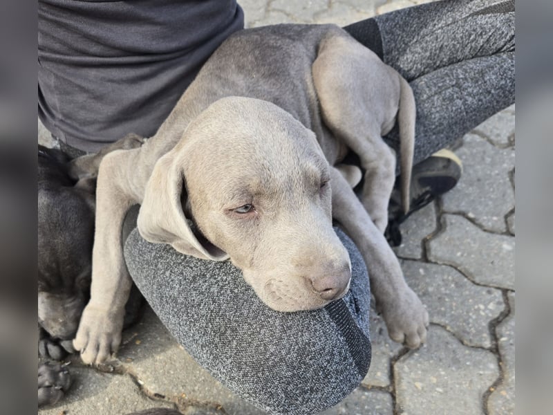 Weimaraner