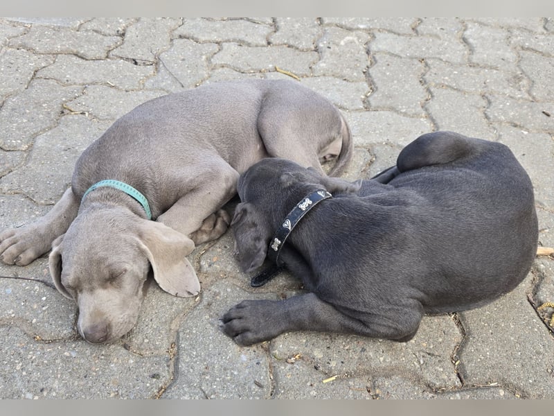 Weimaraner