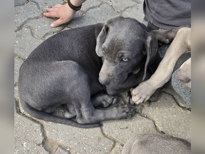 Weimaraner