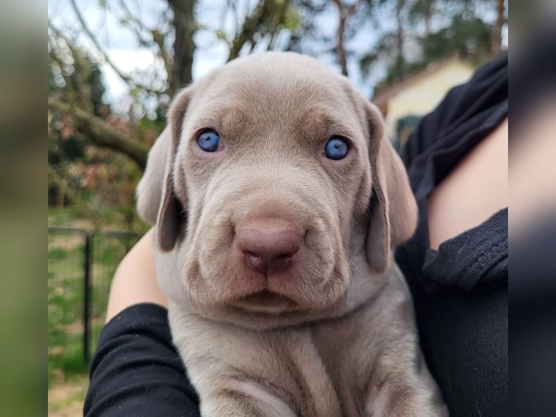 zuckersüße Weimaranerwelpen