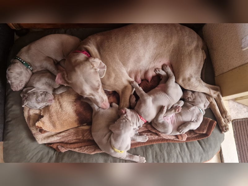 zuckersüße Weimaranerwelpen