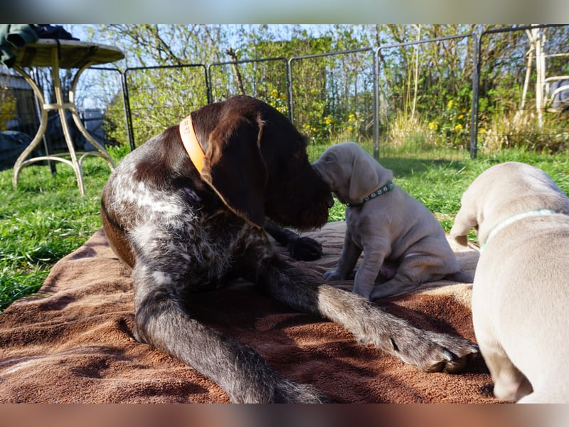 zuckersüße Weimaranerwelpen