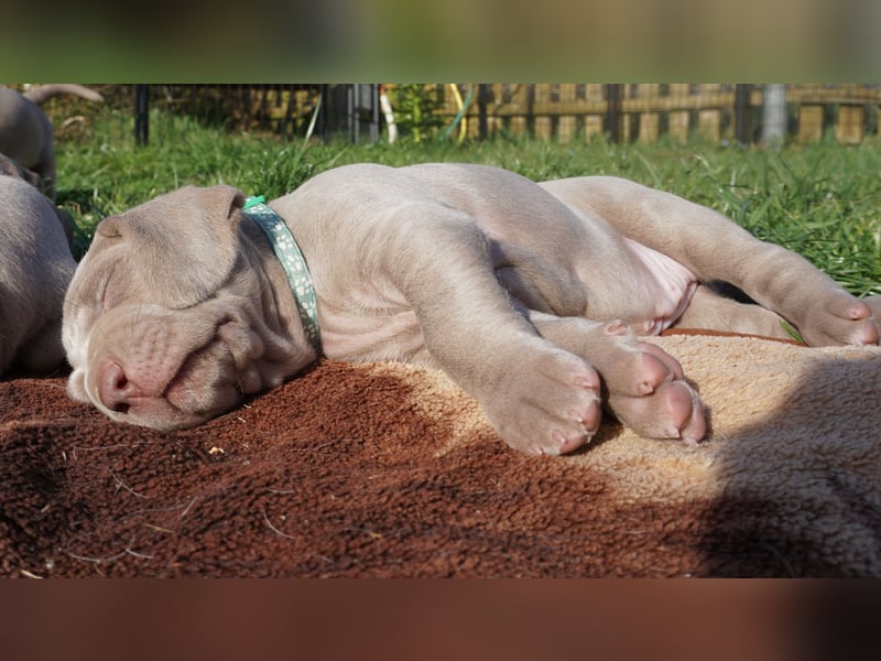 zuckersüße Weimaranerwelpen