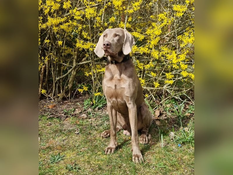 zuckersüße Weimaranerwelpen