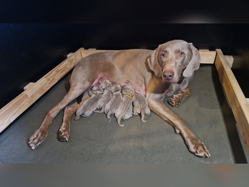 zuckersüße Weimaranerwelpen