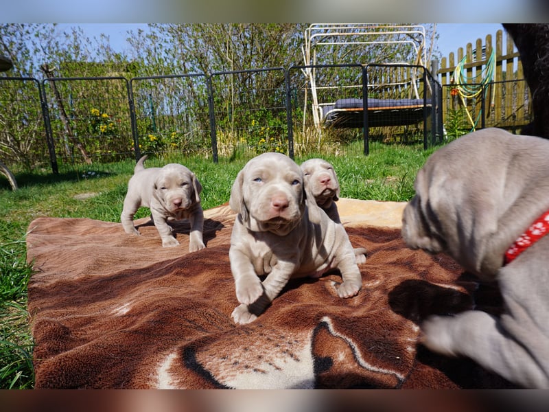 zuckersüße Weimaranerwelpen