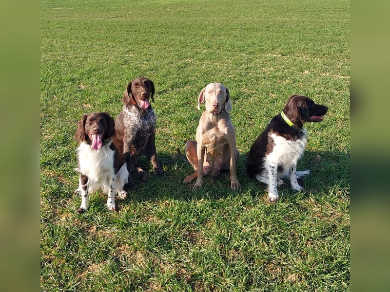 zuckersüße Weimaranerwelpen