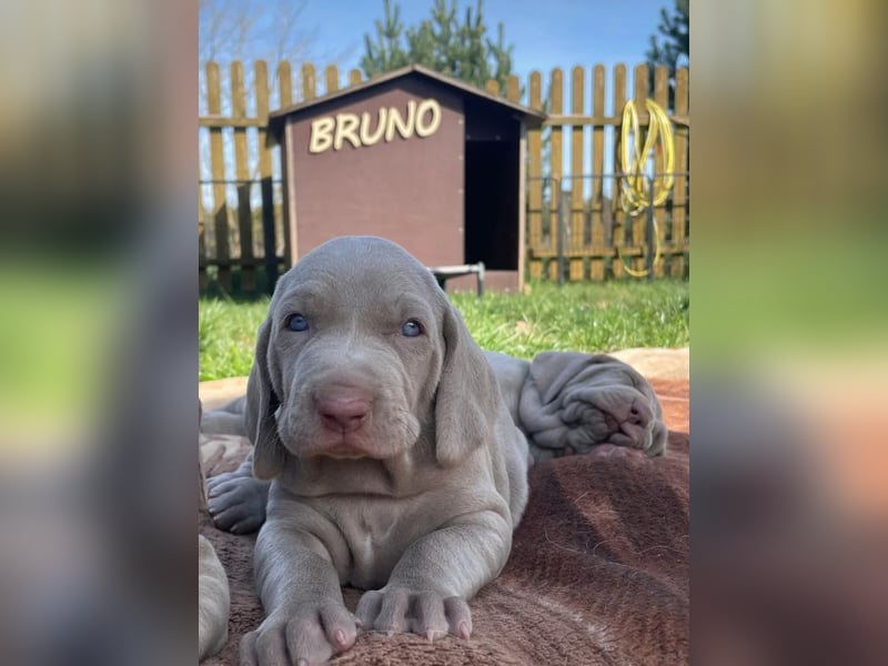 zuckersüße Weimaranerwelpen