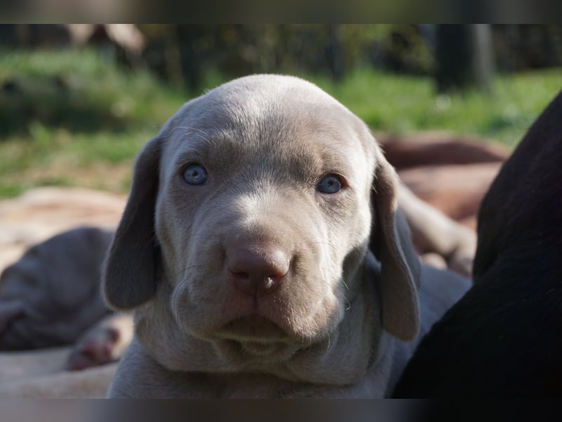 zuckersüße Weimaranerwelpen