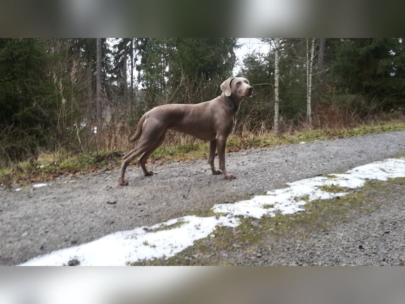 Weimaraner Hündin mit Jagd -Prüfung zu verkaufen .
