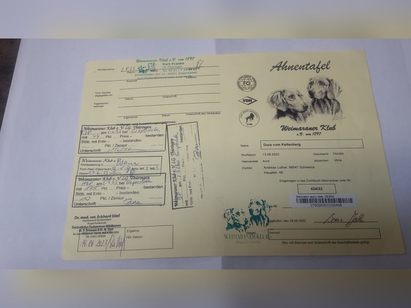 Weimaraner Hündin mit Jagd -Prüfung zu verkaufen .