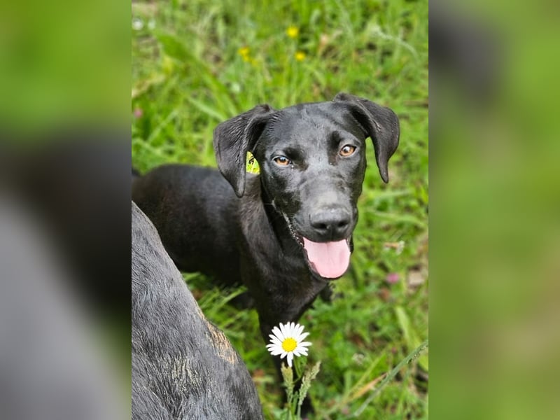 Anny & Nana vom Gnadenhof in den Bergen von Nordmazedonien
