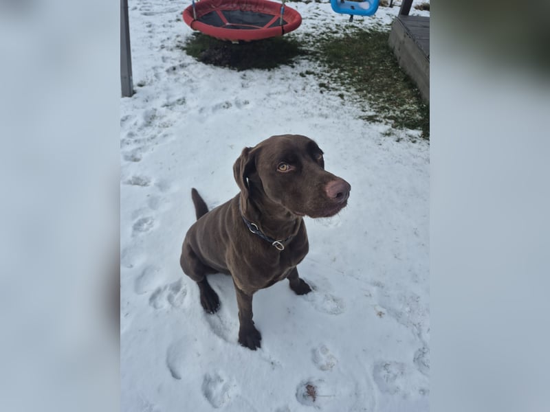 Labrador-Weimaraner Kalle Jagdhund