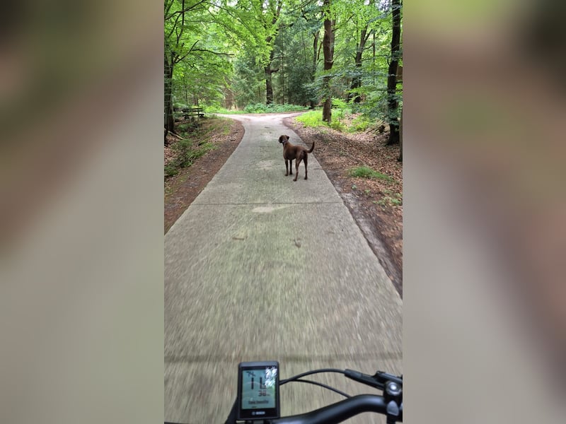 Labrador-Weimaraner Kalle Jagdhund