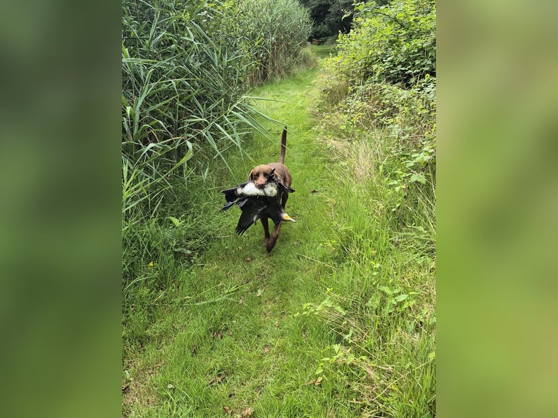 Labrador-Weimaraner Kalle Jagdhund