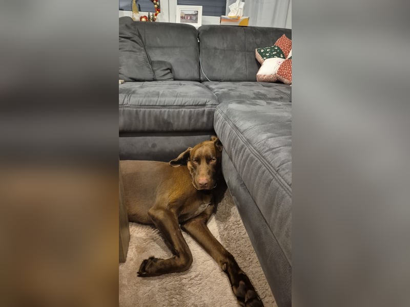 Labrador-Weimaraner Kalle Jagdhund