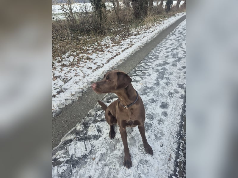Labrador-Weimaraner Kalle Jagdhund