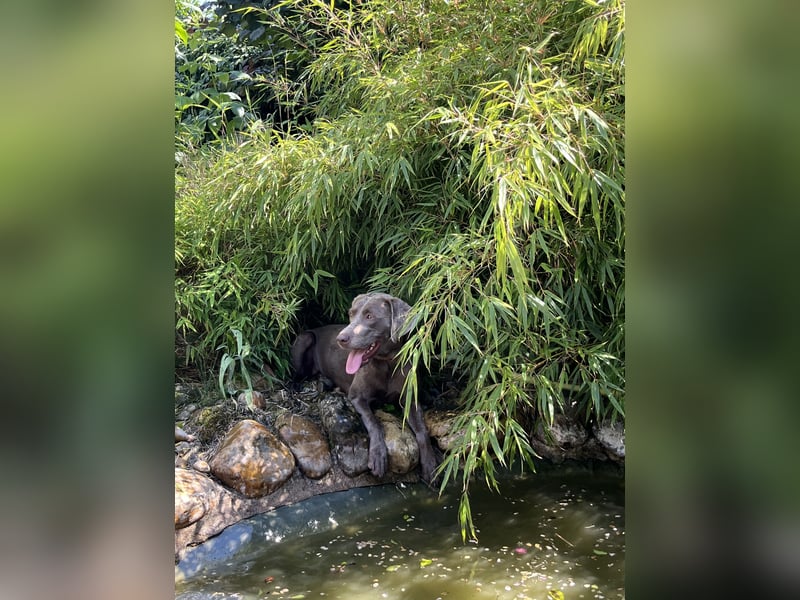 Liebevolle Labmaraner Hündin sucht ein neues Zuhause
