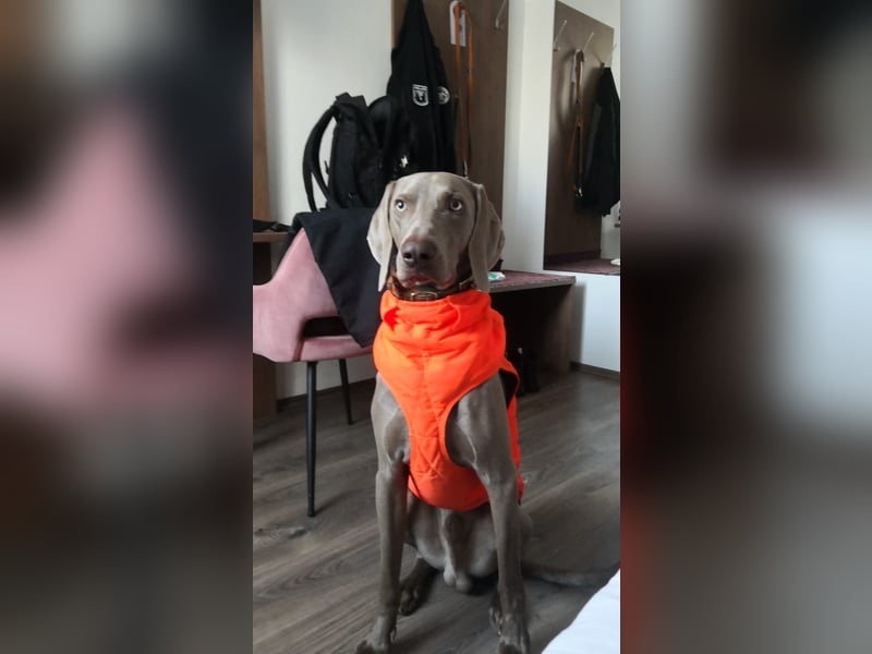 Deckrüde Weihmaraner Kingsmann