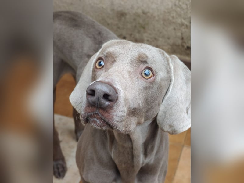 TANGO-treuer Herzenshund, loyal, liebevoll,  anhänglich, sucht liebevolles Für-immer-Zuhause