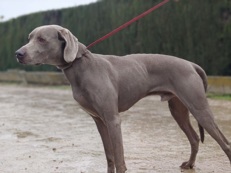 TANGO-treuer Herzenshund, loyal, liebevoll,  anhänglich, sucht liebevolles Für-immer-Zuhause