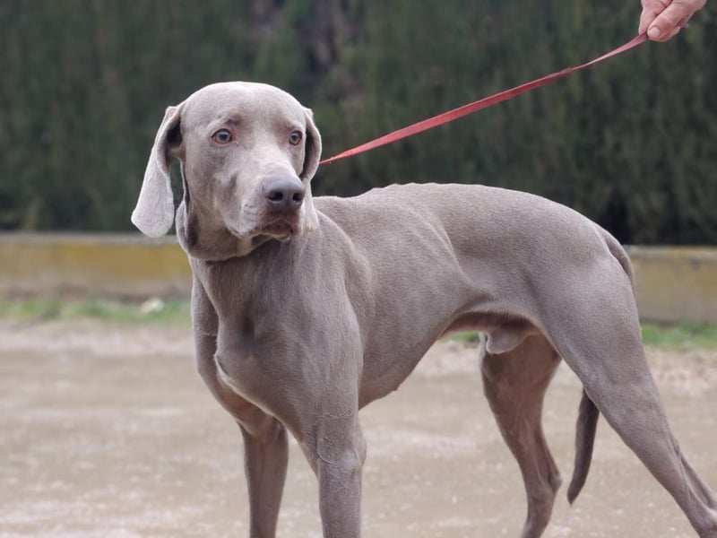 TANGO-treuer Herzenshund, loyal, liebevoll,  anhänglich, sucht liebevolles Für-immer-Zuhause