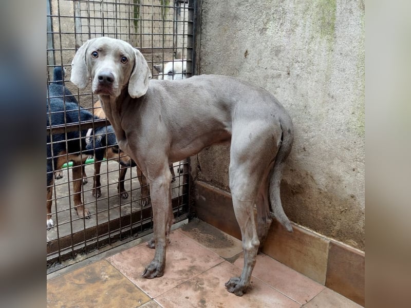 TANGO-treuer Herzenshund, loyal, liebevoll,  anhänglich, sucht liebevolles Für-immer-Zuhause