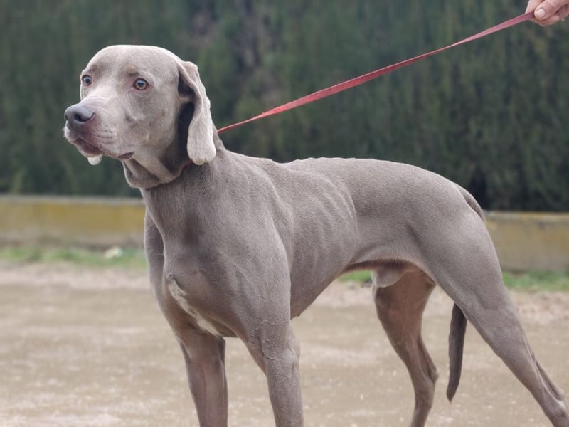 TANGO-treuer Herzenshund, loyal, liebevoll,  anhänglich, sucht liebevolles Für-immer-Zuhause