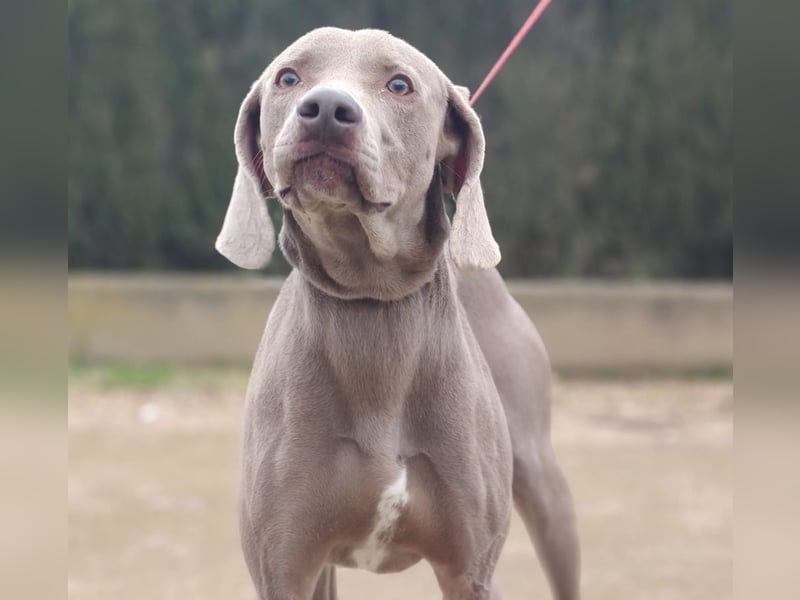 TANGO-treuer Herzenshund, loyal, liebevoll,  anhänglich, sucht liebevolles Für-immer-Zuhause