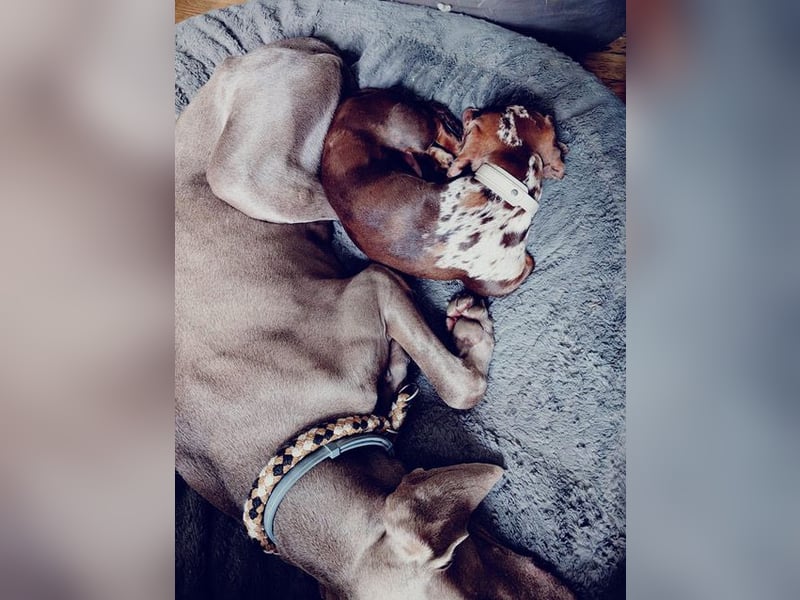 Fita ist eine neugierig und kluge Schmuserin