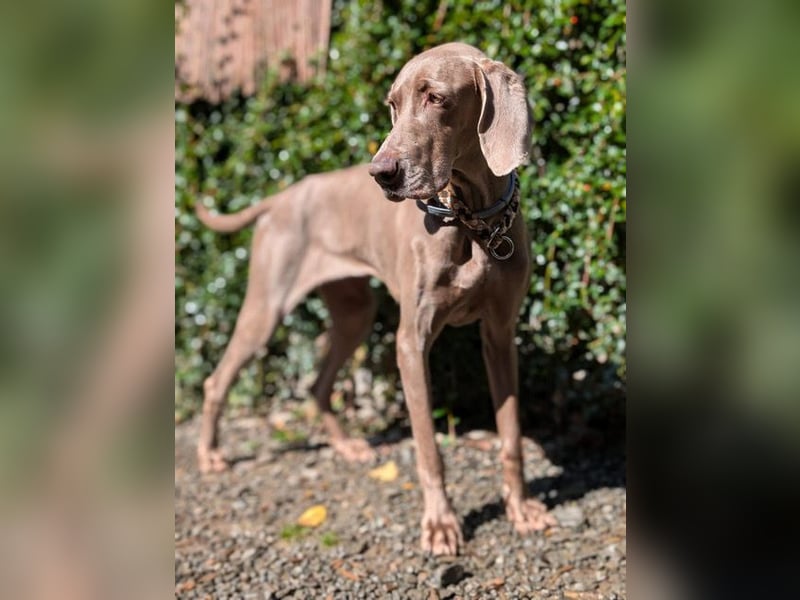 Fita ist eine neugierig und kluge Schmuserin