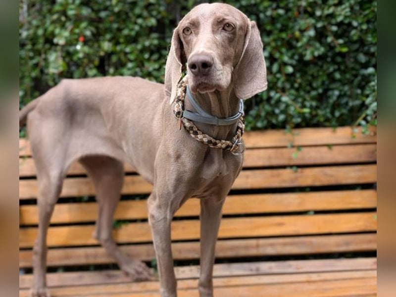 Fita ist eine neugierig und kluge Schmuserin