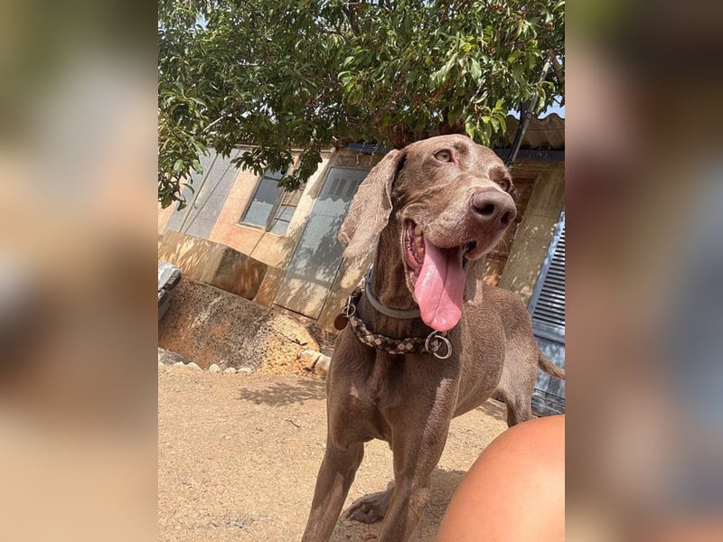 Fita ist eine neugierig und kluge Schmuserin