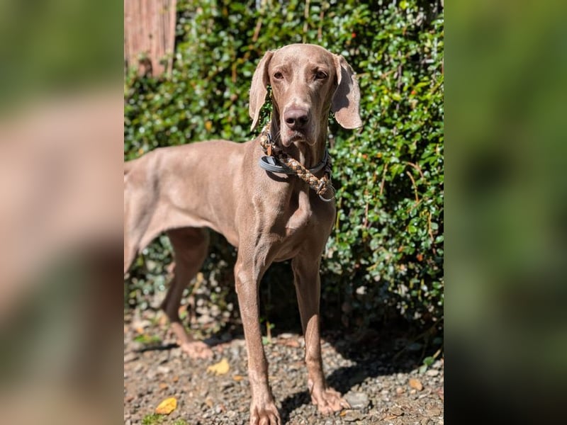 Fita ist eine neugierig und kluge Schmuserin