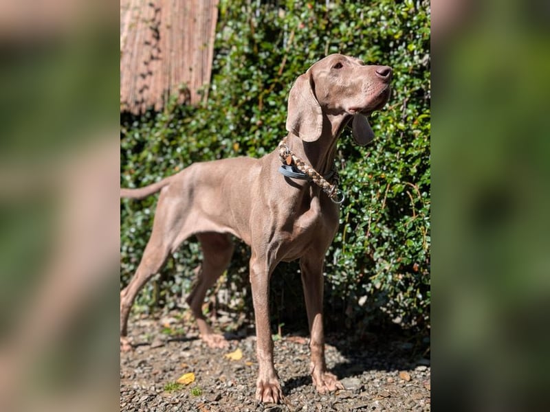 Fita ist eine neugierig und kluge Schmuserin