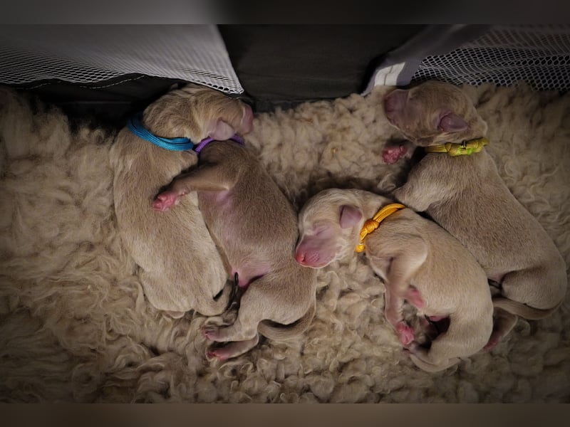 Weimaraner-Mix Welpen aus liebevoller Verpaarung – 12 kleine Wunder suchen ihr Zuhause