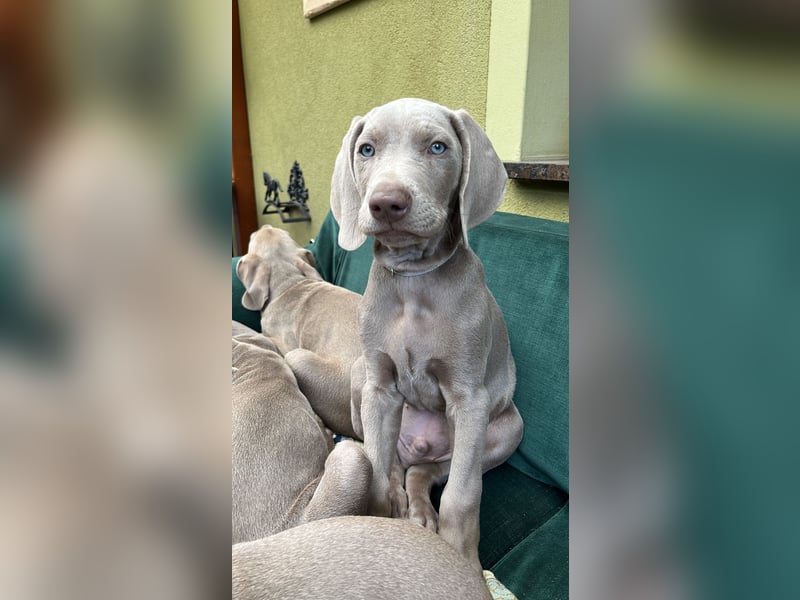 Weimaraner-Mix Welpen aus liebevoller Verpaarung – 12 kleine Wunder suchen ihr Zuhause