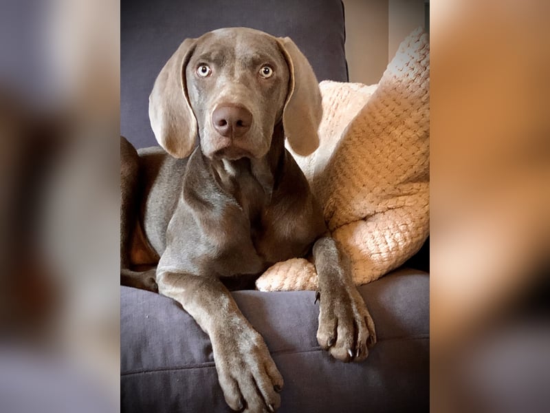 Weimaraner-Mix Welpen aus liebevoller Verpaarung – 12 kleine Wunder suchen ihr Zuhause